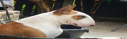 English Bull Terrier dogs for sale: 1 pure white male outstanding pedigree  - Advert 13