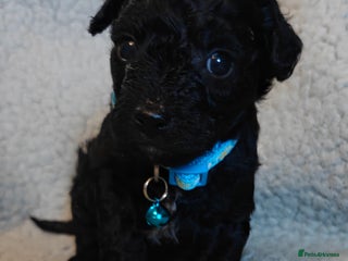 Mixed Breed dogs Cuteness overload cavapoolake puppies - Advert 4