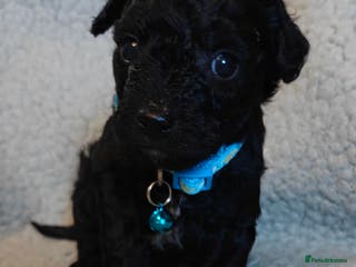 Mixed Breed dogs Cuteness overload cavapoolake puppies - Advert 7