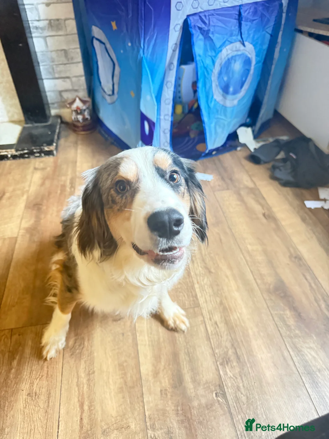 Mixed Breed dogs for sale: cocker spaniel boarder collie mix  - Advert 6