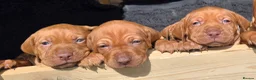 Hungarian Vizsla dogs for sale: Stunning KC Registered Hungarian Vizslas - Advert 14
