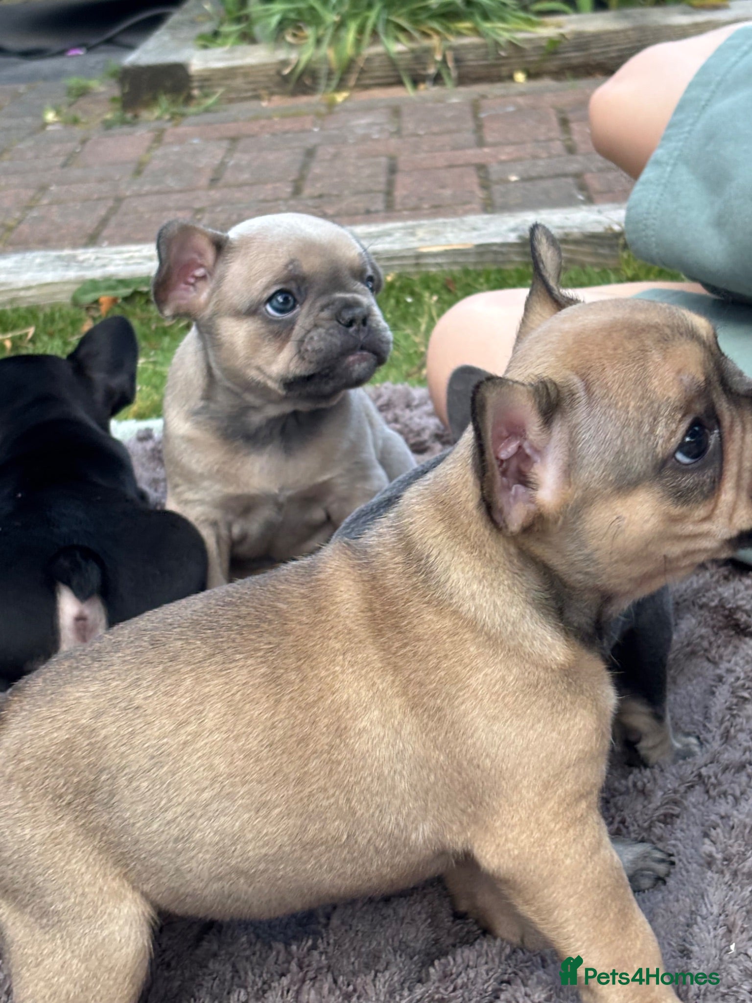 French Bulldog dogs 🐾Last 3 beautiful girls🐾 - Advert 1