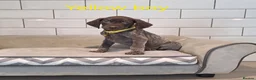 German Shorthaired Pointer dogs for sale: 🤎🤍 KC reg German Shorthaired Pointers 🤍🤎 - Advert 19