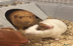 Guinea Pig rodents for sale: 2 Guinea pigs - Advert 2