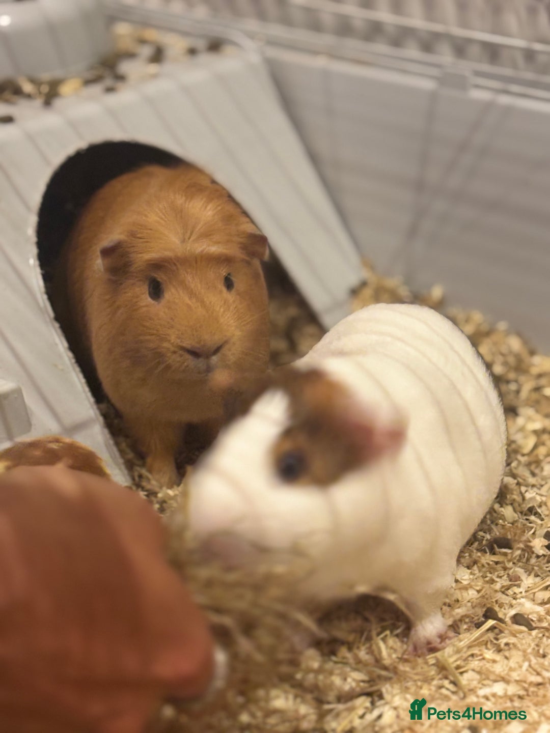 Guinea Pig rodents for sale: 2 Guinea pigs - Advert 2