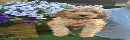 Cockapoo dogs for sale: Stunning F1 puppies Champions Bloodlines  - Advert 16