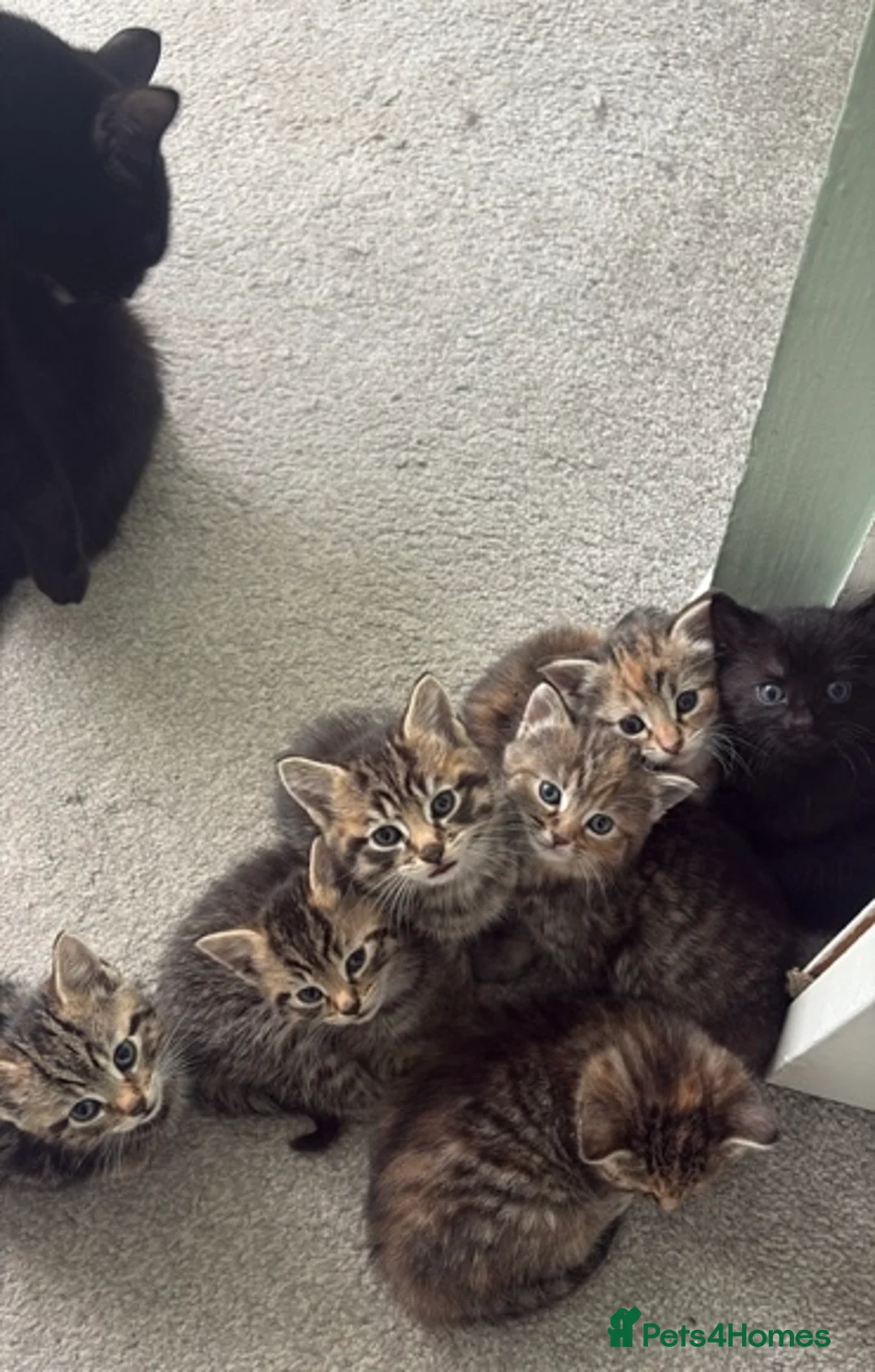 Mixed Breed cats for sale: beautiful kittens looking for their forever home  - Advert 1