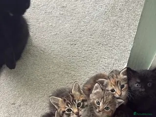 Mixed Breed cats beautiful kittens looking for their forever home - Advert 11