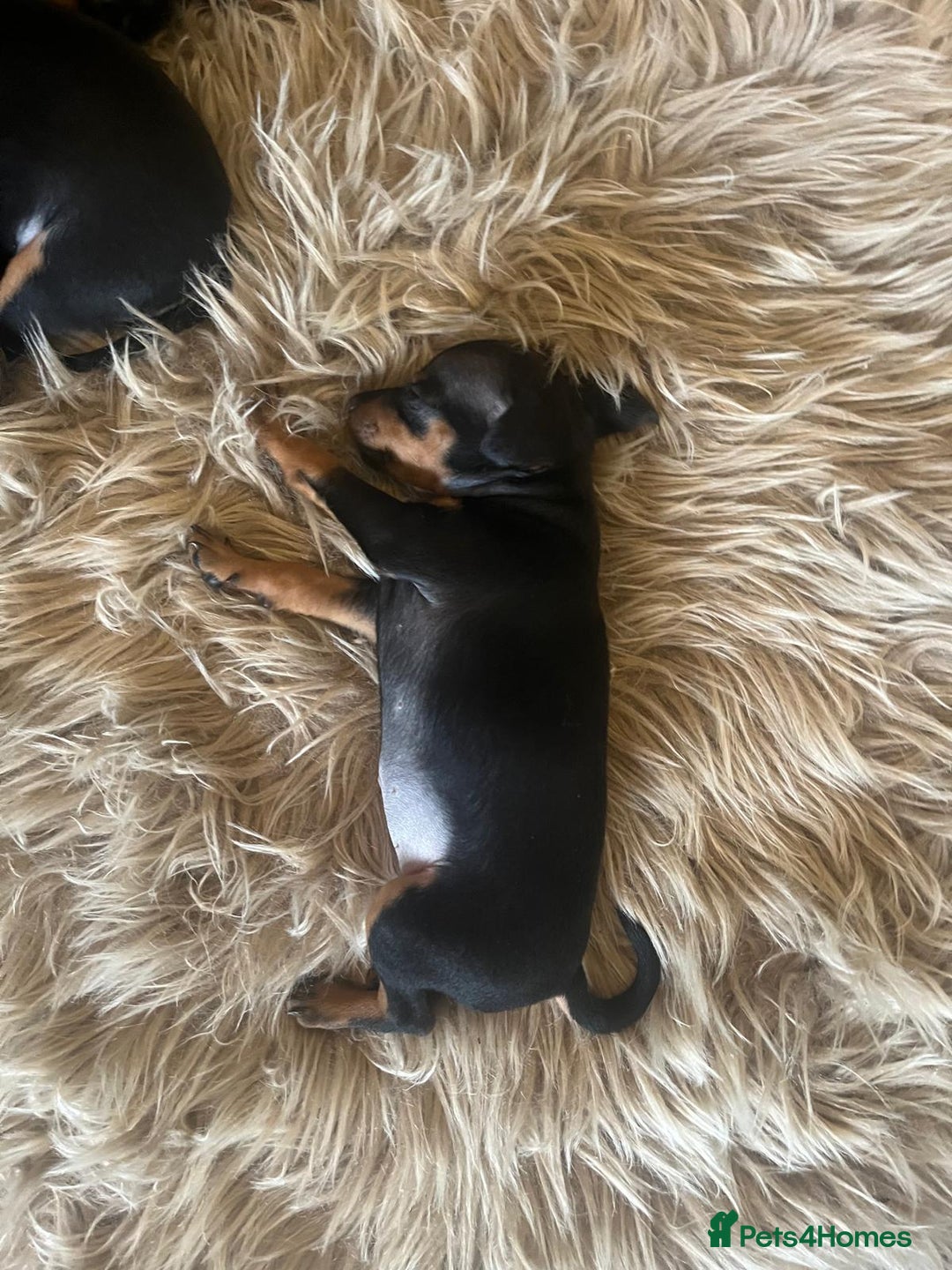 Miniature Pinscher dogs for sale: Miniature pinscher pups - Advert 19