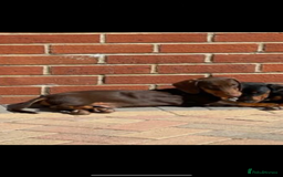Dachshund dogs for sale: Two beautiful boys miniature dachshund puppies - Image 8