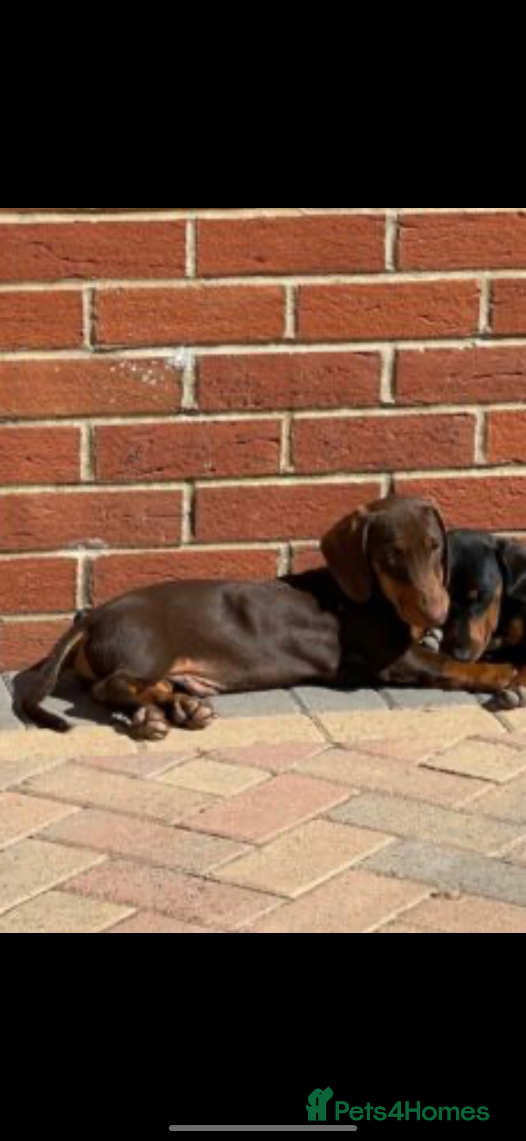 Dachshund dogs for sale: Two beautiful boys miniature dachshund puppies - Image 8