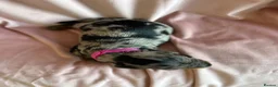 Miniature Dachshund dogs for sale:  KC Registered Miniature Dachshund Puppies in London - Advert 21