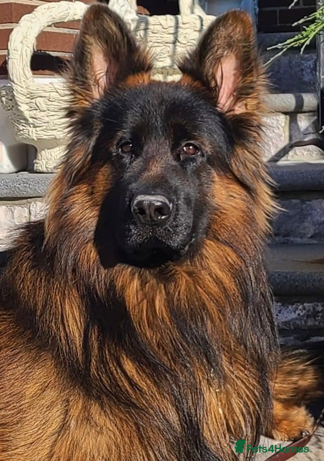 German Shepherd dogs for sale: 💥Champion🩸line KC Reg GermanShepherd puppy’s GSD - Advert 2