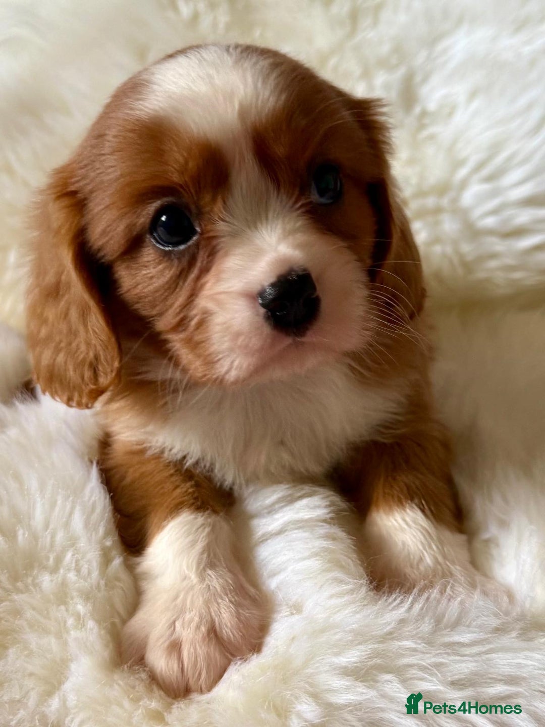 Cavalier King Charles Spaniel dogs for sale: STUNNING CAVALIER PUPPIES READY TO GO ON THE 6TH! - Image 10