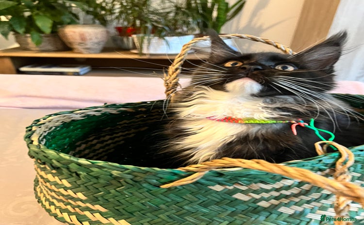 Maine Coon cats - Advert 1