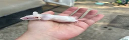 Mouse rodents for sale: Baby fancy mice - lovely temperaments  in Didcot - Advert 4