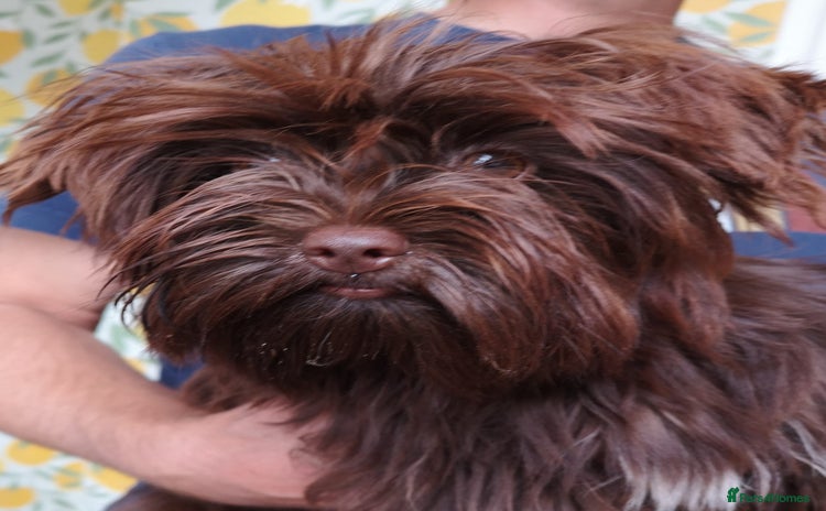 Yorkshire Terrier dogs - Advert 3