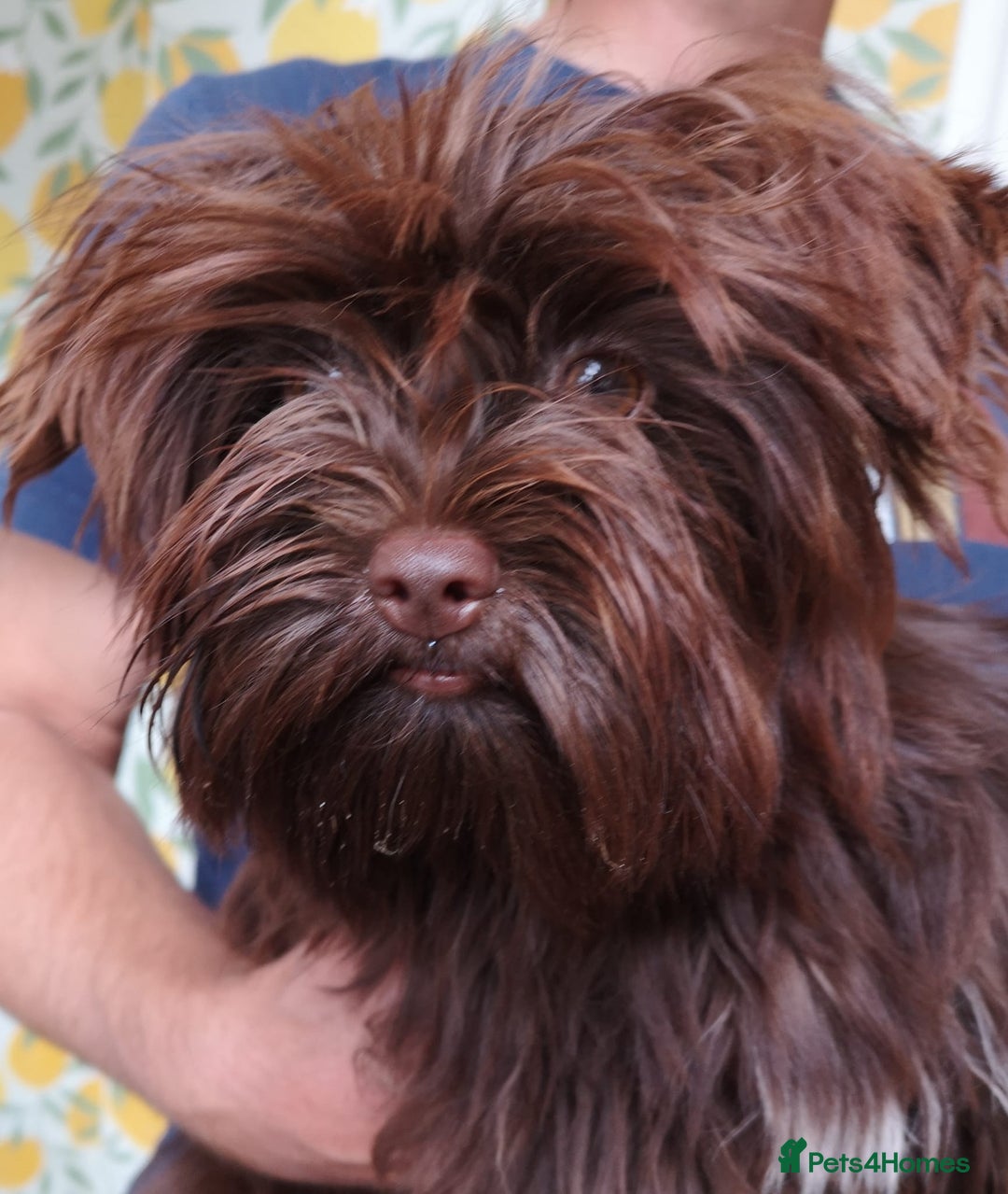 Yorkshire Terrier dogs for sale: Stunning chocolate Yorkie girl, 6 months - Image 1