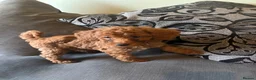 Miniature Poodle dogs for sale: 5 beautiful miniature poodles  - Advert 10