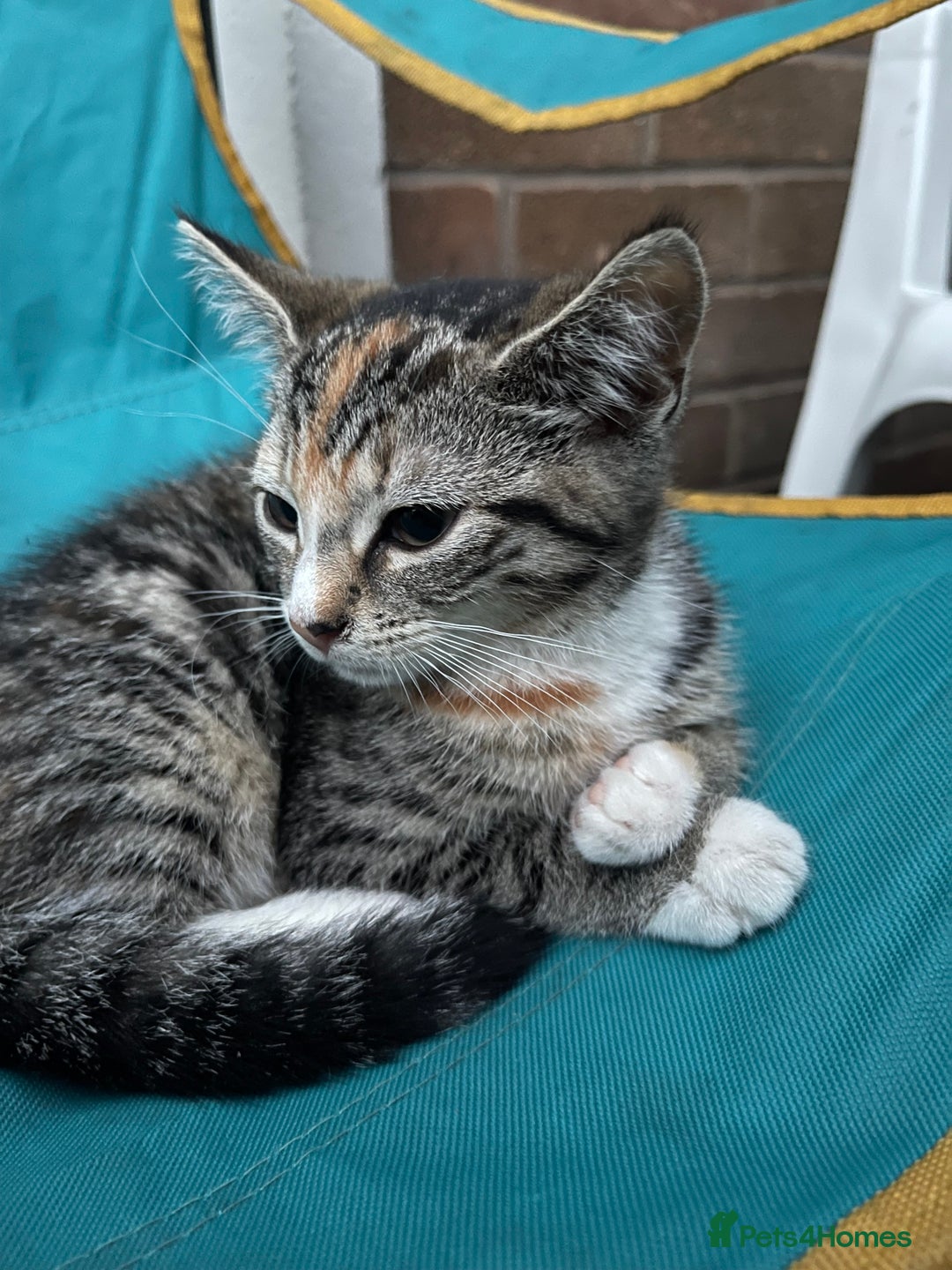 Mixed Breed cats for sale: FEMALE KITTEN - microchipped, flea&worm treated!  - Image 17