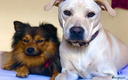 German Spitz dogs for stud: Free stud on conditions mentioned in description:) - Advert 9