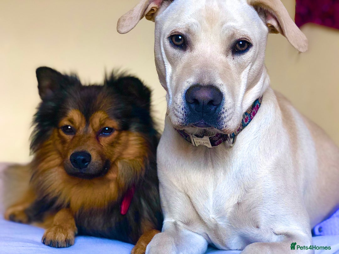 German Spitz dogs for stud: Free stud on conditions mentioned in description:) - Advert 9