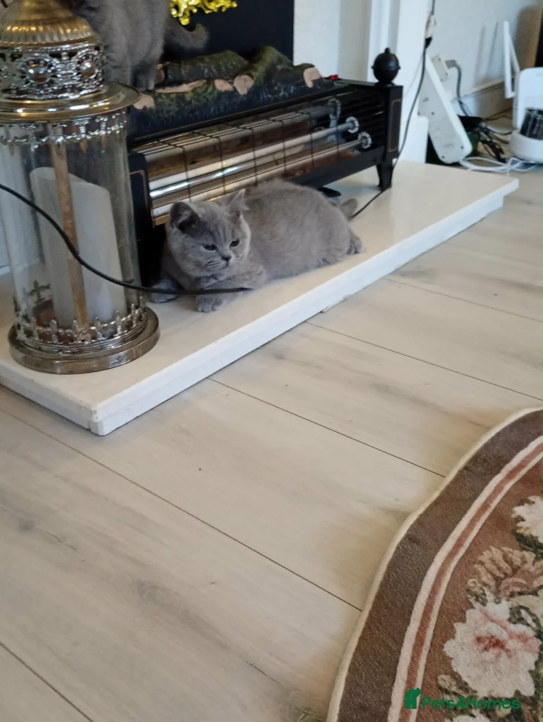British Shorthair cats for sale: British blue short hair in Staines - Advert 2