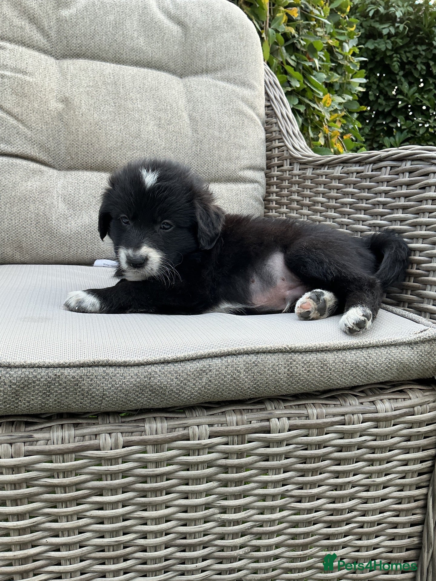 Mixed Breed dogs Beautiful retriever cross collies - Advert 1