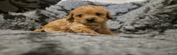 Mixed Breed dogs for sale: Asian cross toy poodle beautiful puppies - Advert 17