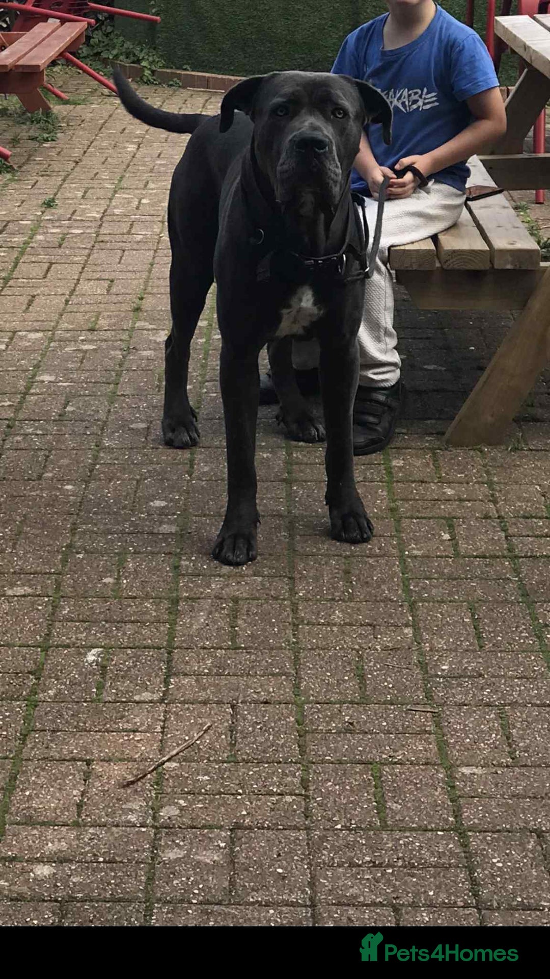 Mixed Breed dogs for sale: American Bully/ Cane Corso Pups  - Advert 12