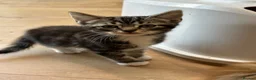 Domestic Shorthair cats for sale: cute Kittens Looking for Their Forever Homes 🐾 - Advert 14