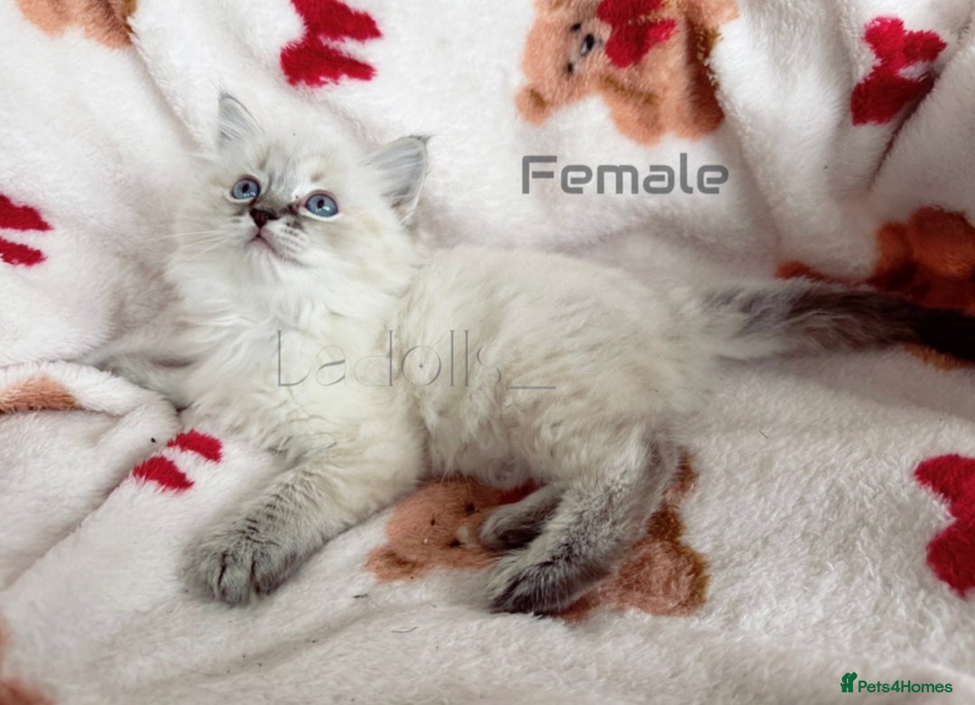 Ragdoll cats for sale: 🐾 Beautiful Blue-Eyed Kittens Available 🐾 - Advert 7