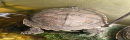 Turtle reptiles for sale: Two very happy turtle in Oxford - Advert 6