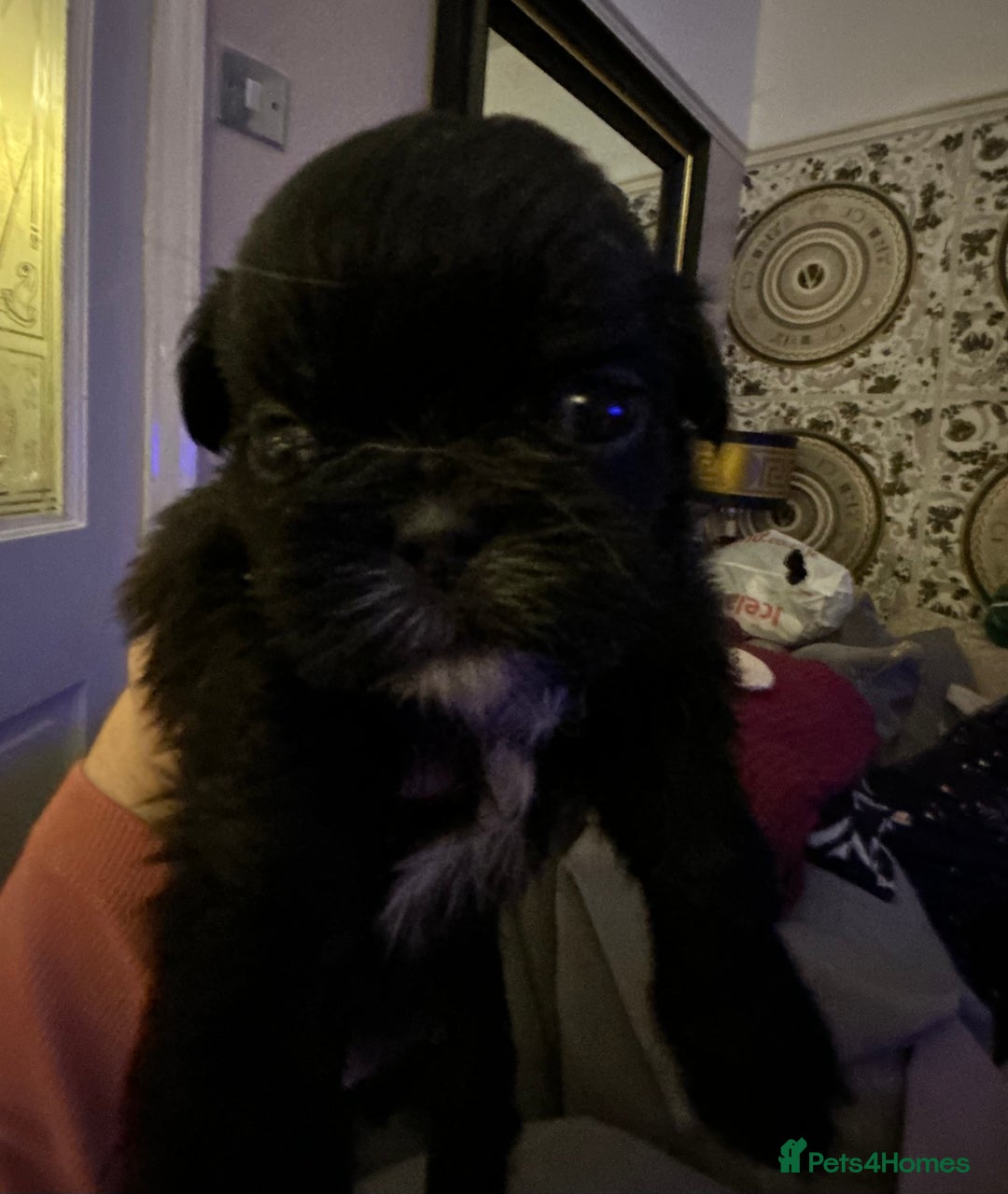 Shih Tzu dogs for sale: Beautiful shih tzu pups for sale  - Advert 14