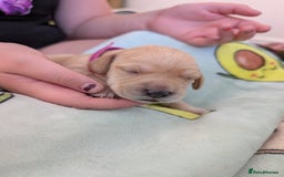 Springador dogs for sale: Beautiful Springador Puppies - Image 4