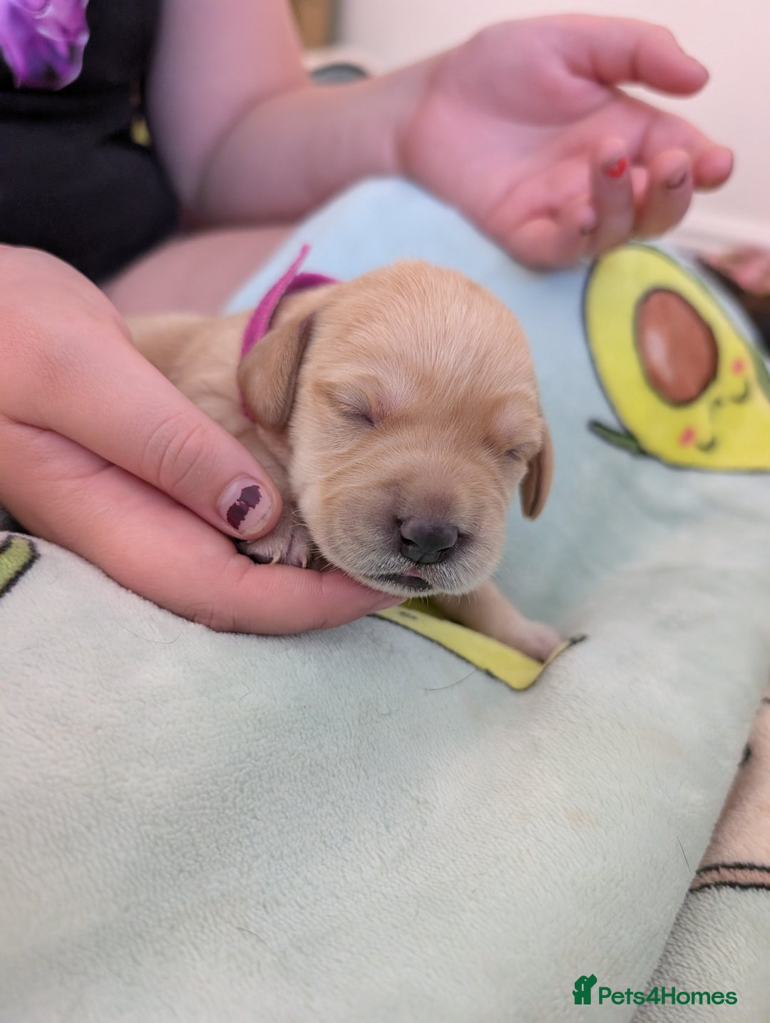 Springador dogs for sale: Beautiful Springador Puppies - Image 4