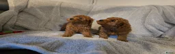 Cavapoo dogs for sale: 6 cavapoo pups ready to leave  - Advert 2