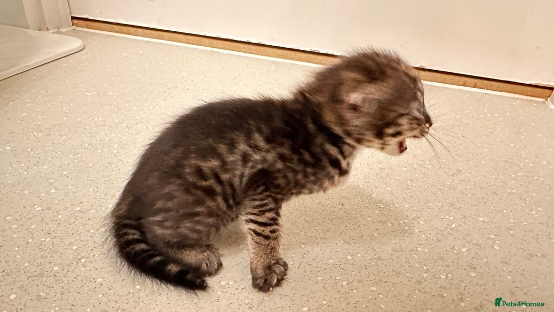 Savannah cats for sale: Stunning F3 Savannahs - Image 6
