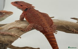 Bearded Dragon reptiles for sale: Bearded Dragon Red Monster - Image 2