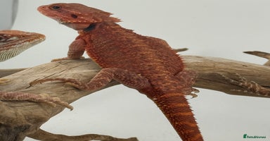 Bearded Dragon reptiles - Advert 14