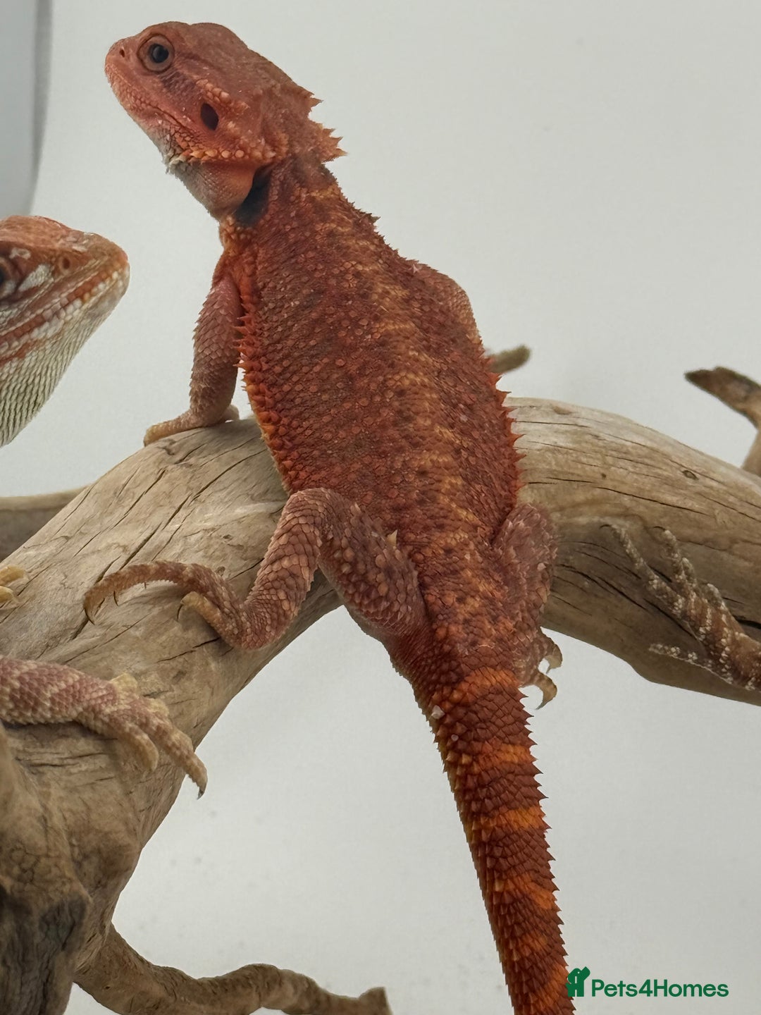 Bearded Dragon reptiles for sale: Bearded Dragon Red Monster - Image 2