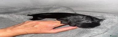 Cockapoo 5