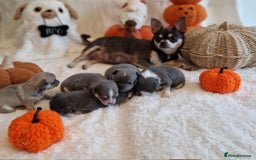 Chihuahua dogs for sale: Chihuahua - Image 1