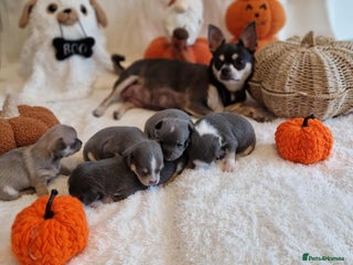 Chihuahua dogs for sale - Advert 1