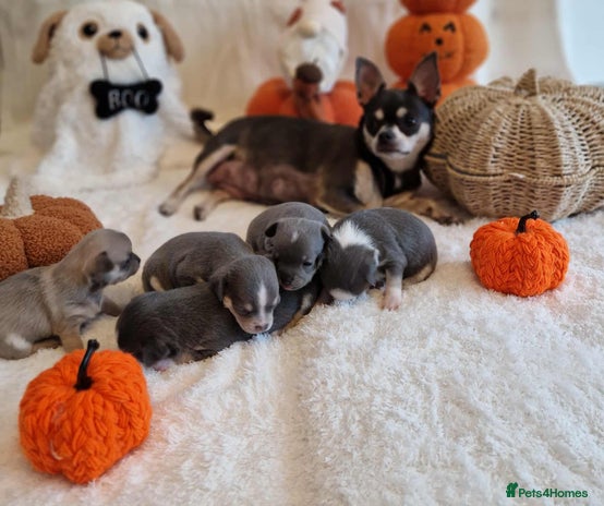 Chihuahua dogs - Advert 1