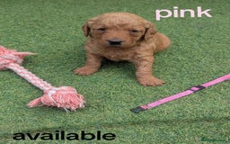 Goldendoodle dogs for sale: golden doodle puppies - Image 2