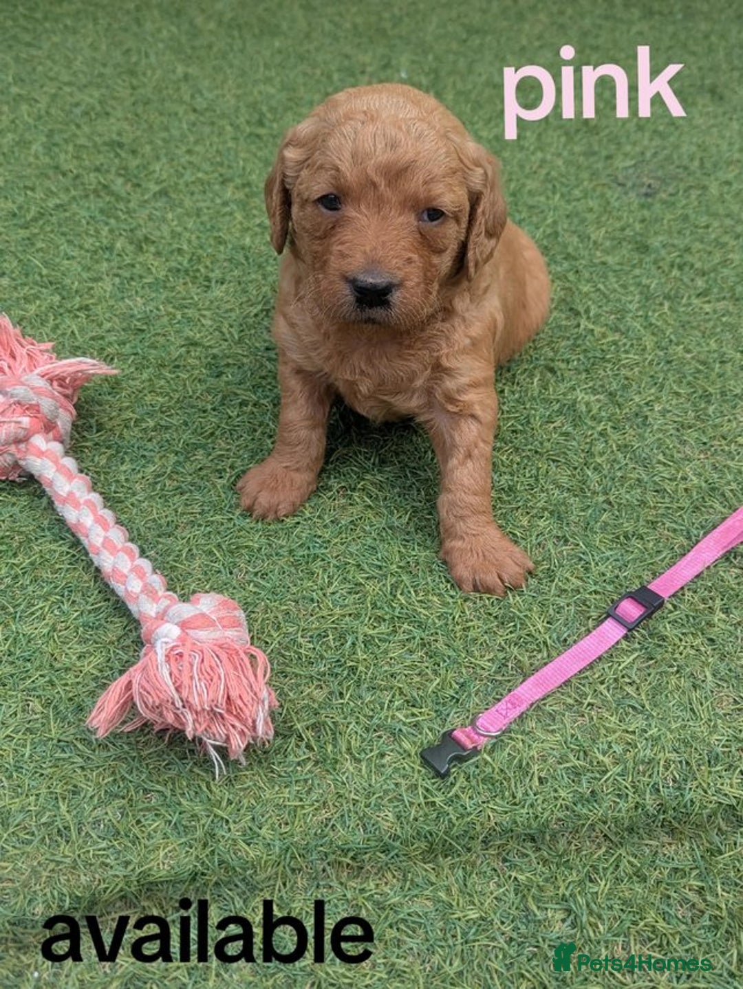 Goldendoodle dogs for sale: golden doodle puppies - Image 2