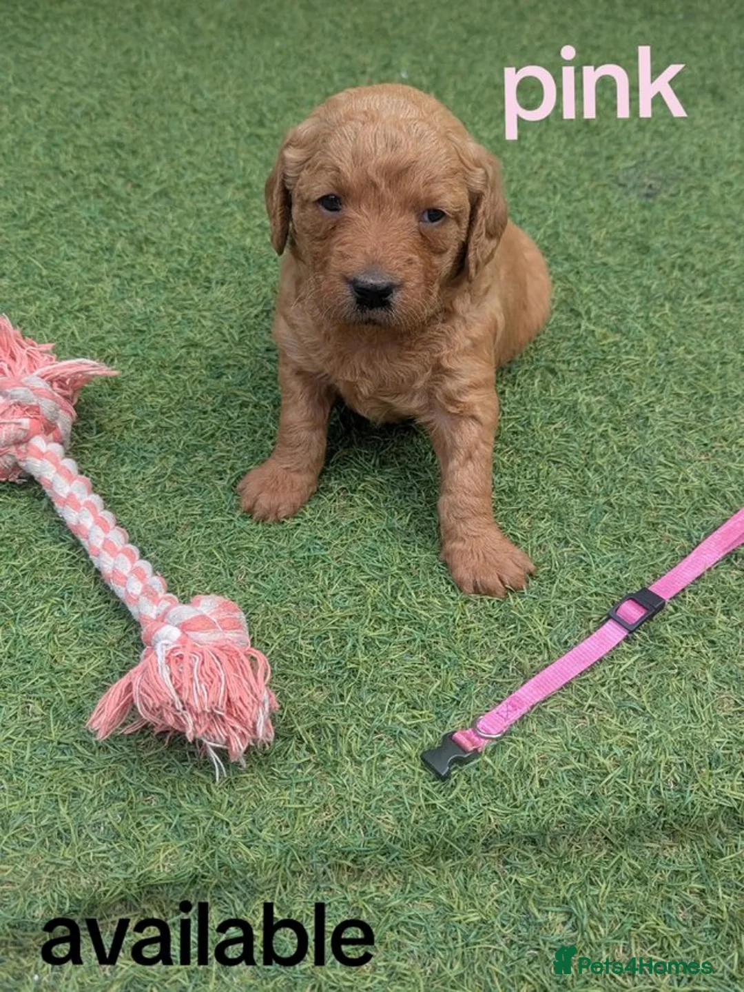 Goldendoodle dogs for sale: golden doodle puppies - Advert 2
