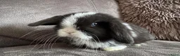 Mini Lop rabbits for sale: Beautiful Mini Lops Available to Reserve - Advert 18