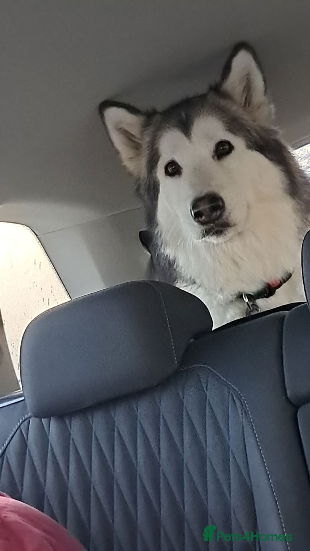 Mixed Breed dogs for sale: 10 Alaskan Shepherds for sale - Advert 1